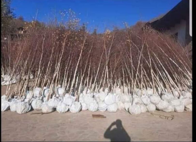 Vând mesteacăn cu coaja alba