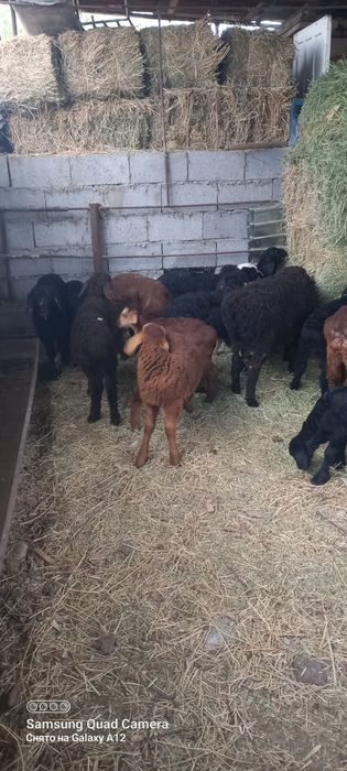 Қой сатылыды қозылар