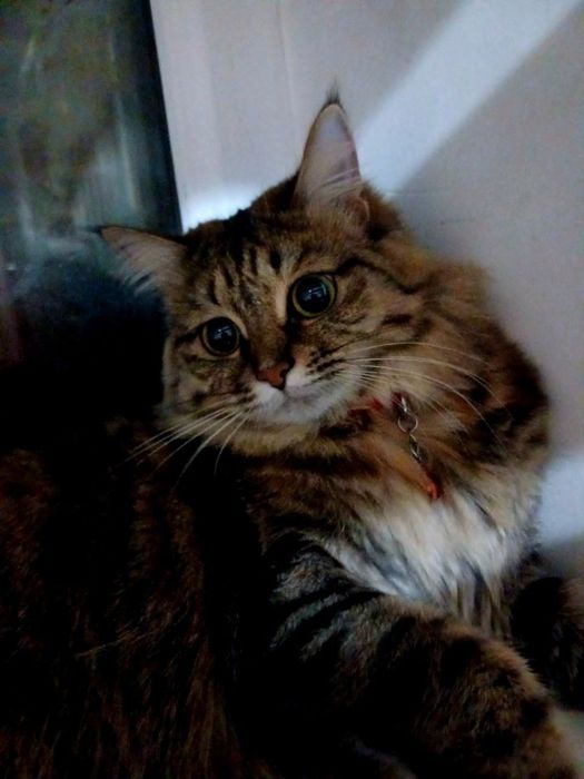 Sotiladi toza uyda domda boqilgan zoti sibiriskiy