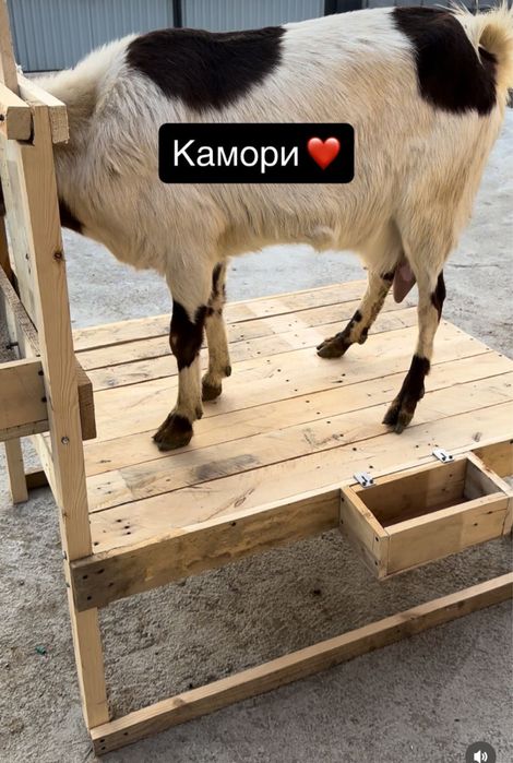Станок для дойки коз