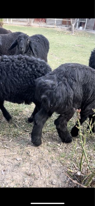 Qozichoqla sotiladi zoti husori