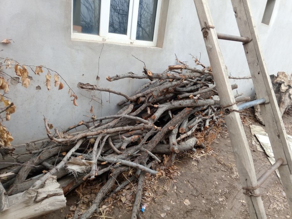 Erik daraxtini otini sotiladi