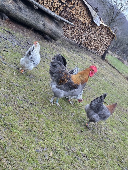 În curând puișori de la păsările din imagini