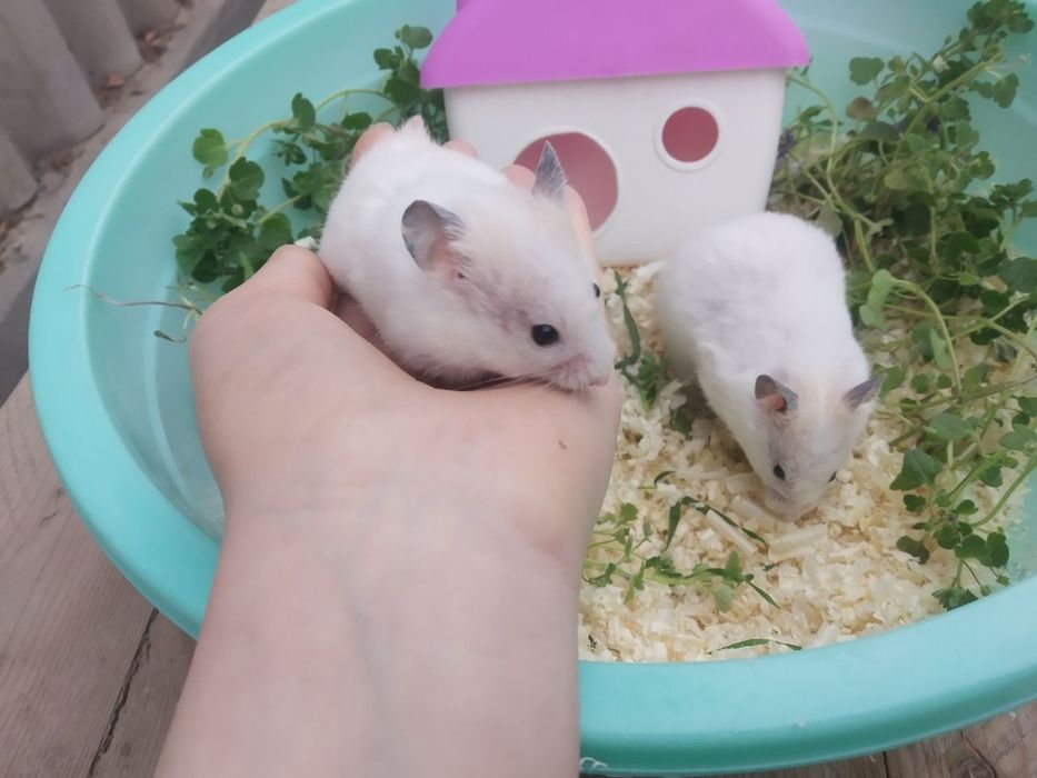 Сириески хамяк ручной