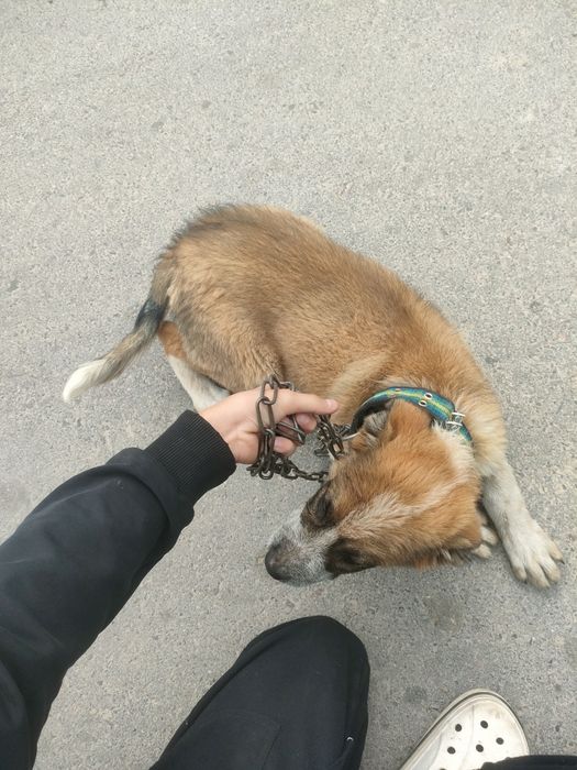 Продам щенка алабай
