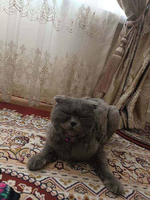 СОТИЛАДИ 500МИНГ (КЕЛИШАМИЗ) Бриттиш фолд угил мушугимиз 1.5 йош