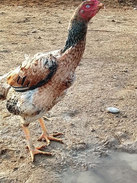 Үндік ауысам балапаны болсада