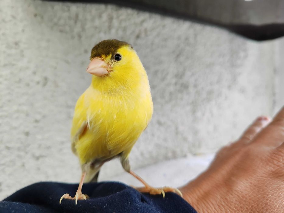 Canar bun cântăreț + 1KG semințe pentru canari - Nu Trimit în țară