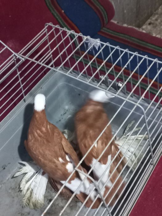 Продам голубей бакинцев чёрно хвостых  молоканов, армавиров.