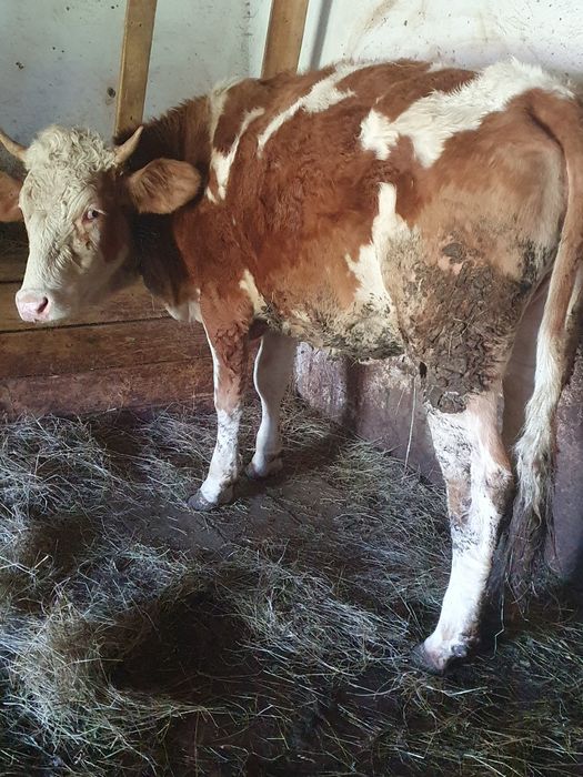 Vand juninci baltate