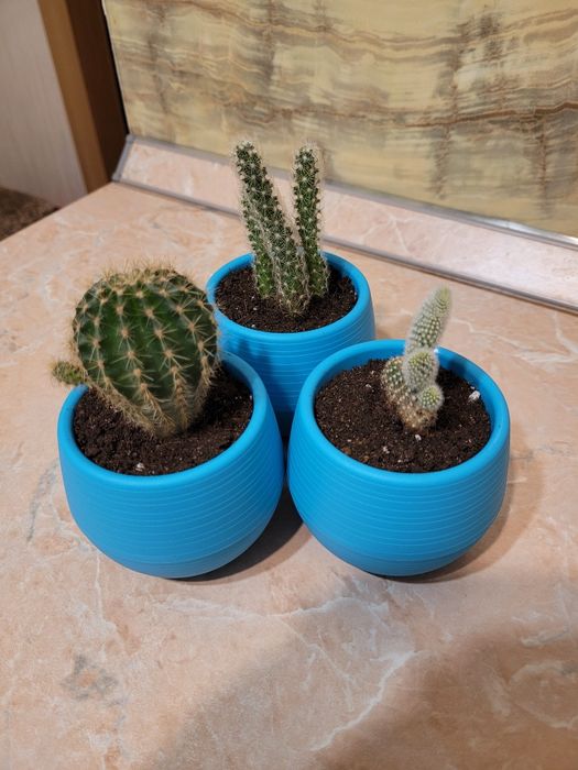 Цветы-прекрасный подарок