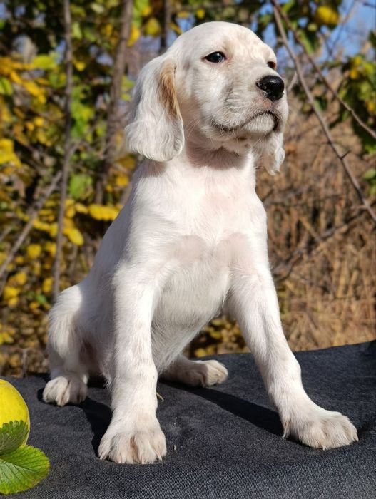 Щенки английского сеттера