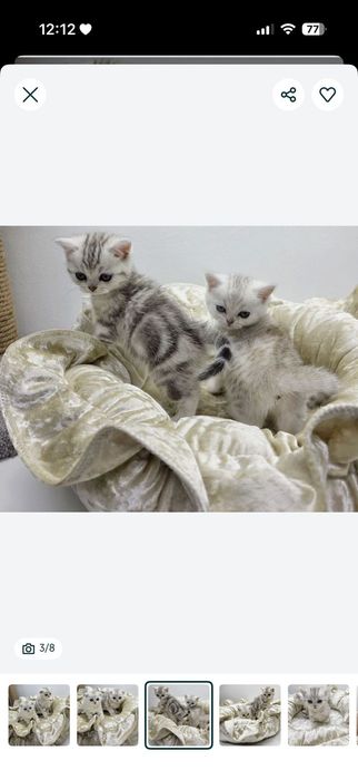 Котики и кОшеЧки шотландские