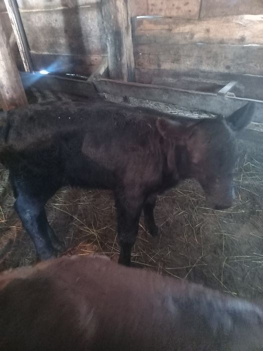 Продам телят телочек 3шт