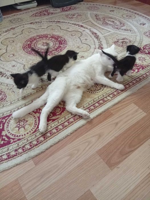Отдам котят в хороши