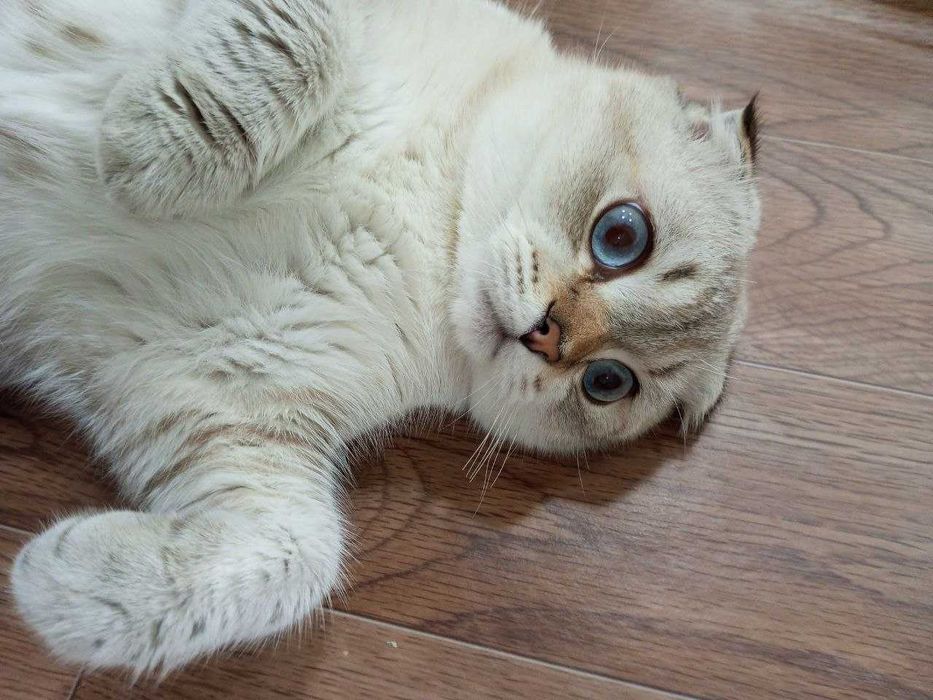 ВЯЗКА. Кот породы Сибирская вислоухая