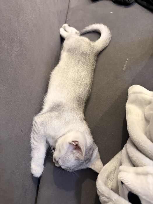 Котенок шиншила британец