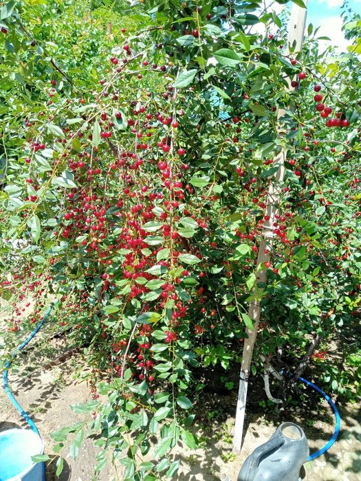 Продам дом 5 комнат все условия