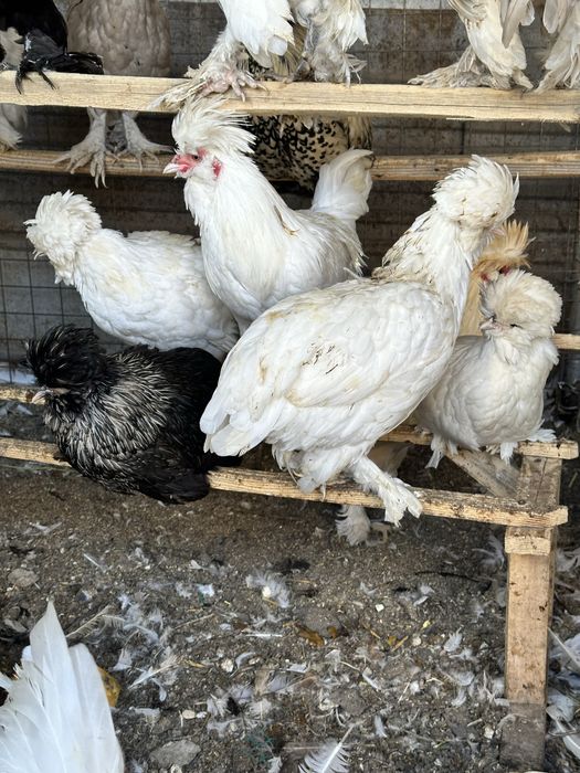 Продам кур декоративных пород.