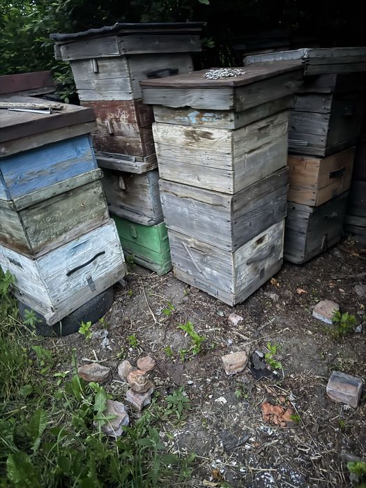 Ульи дадан 12 рамочные