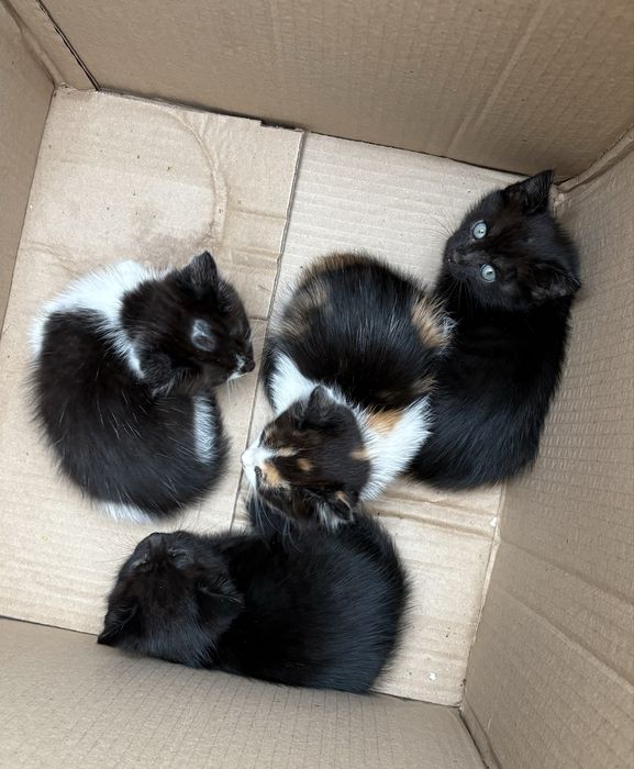 Котята бесплатно