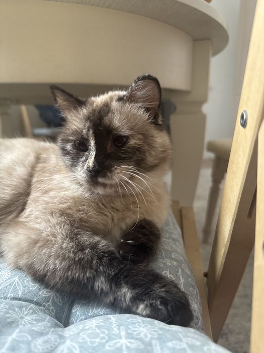 Отдам кошечку в хорошие руки