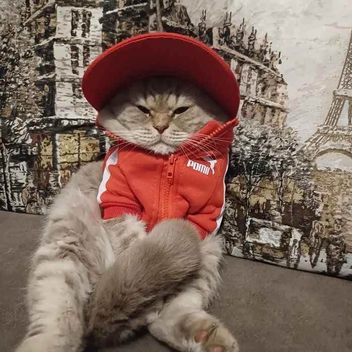 Ищем невесту для ДОСТОЙНОГО кота!