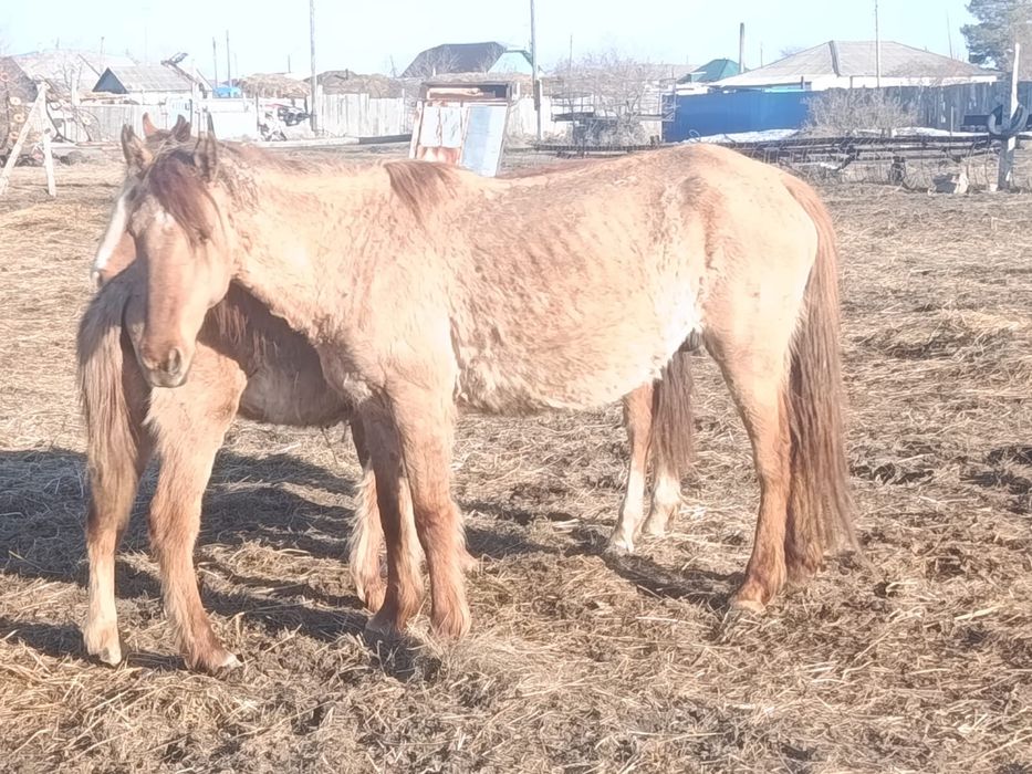 Продам лошадей срочно