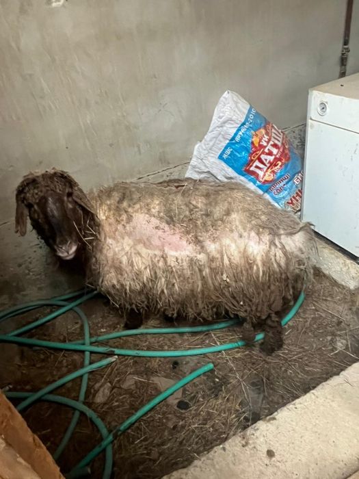 ешкім қой  сатылады