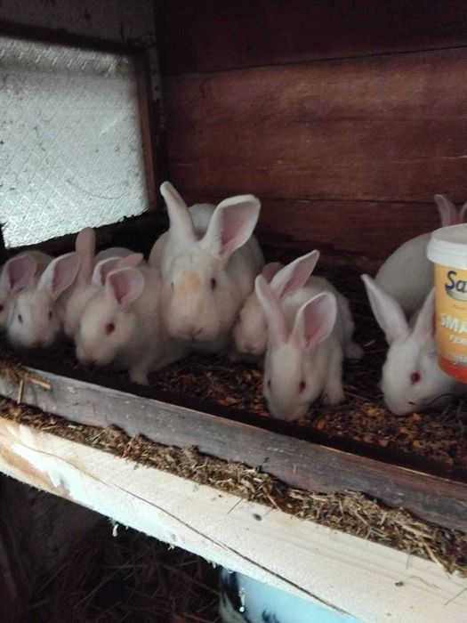 Iepuri din rasa Fluture German, Rex și Pannon alb