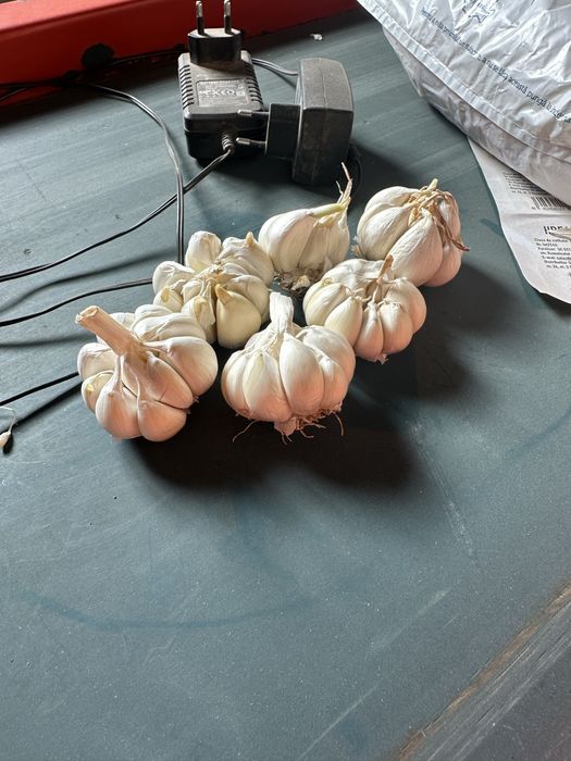 Usturoi de pus in pamant