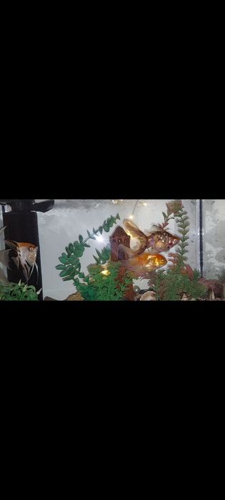 Аквариум с рыбками