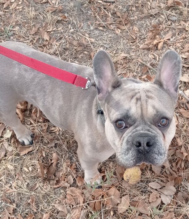 Продается Французский бульдог