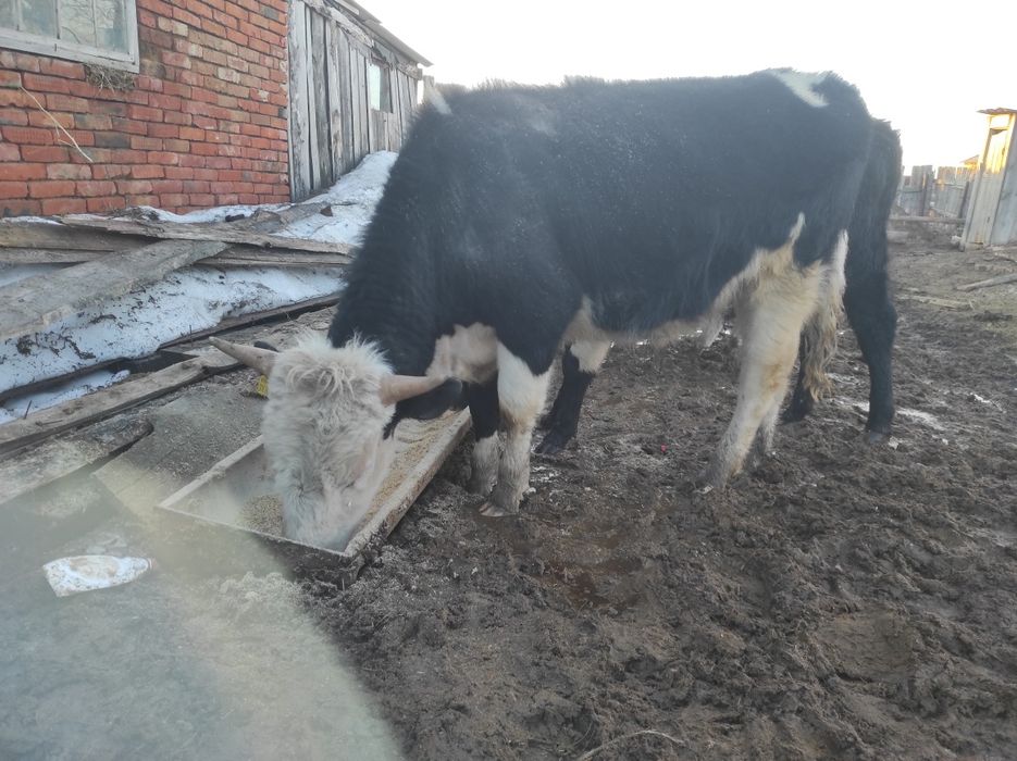 Продам бычка стоит на откорме
