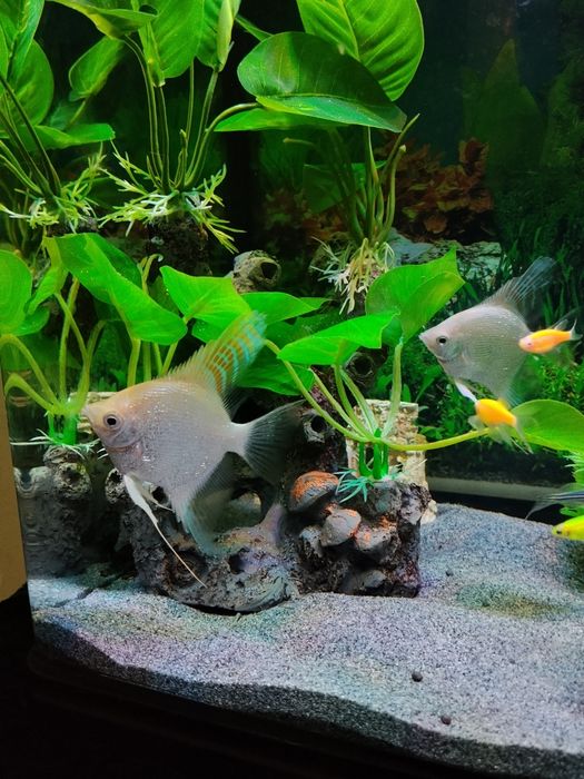 Продам рыба скалярии