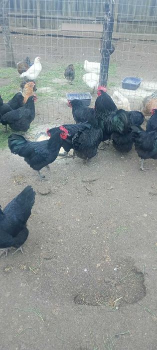 Cocosi australorp negru si albastru
