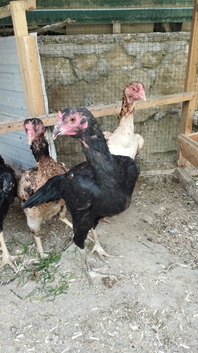 Шамо дакан товук тухумлари сотилади