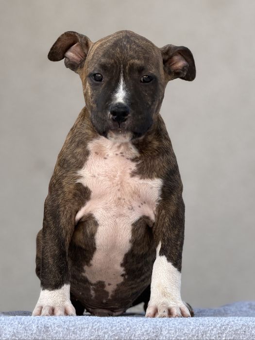 Amstaff cu pedigree din linii exclusiv americane