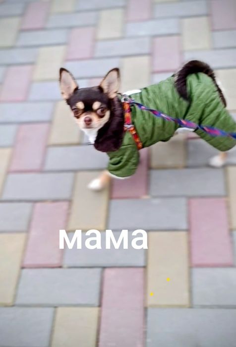 Девочка чихуахуа белая