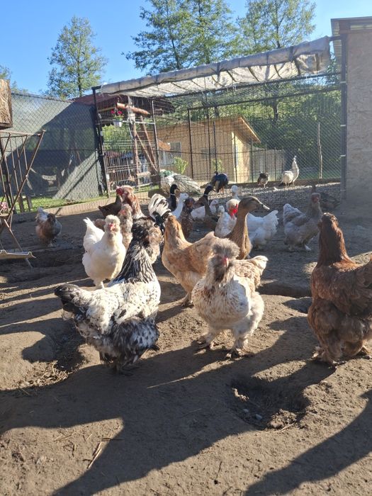 Oua incubat  motate și oua verzi