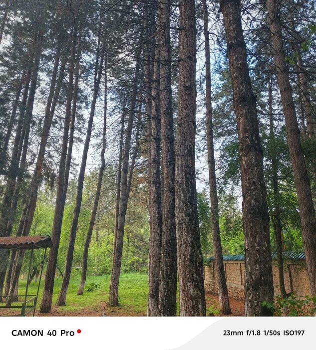 KUMUSHKON sanatoriya oldidan zor YER 55 sotok 80 yillik archala