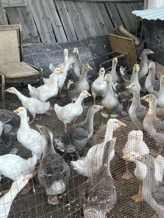 Продам гусей 20шт месячные