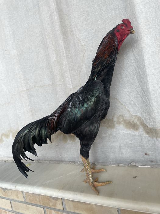 Manbo zot tulak pixchi yul kaltaki zur oʻyini ham bor