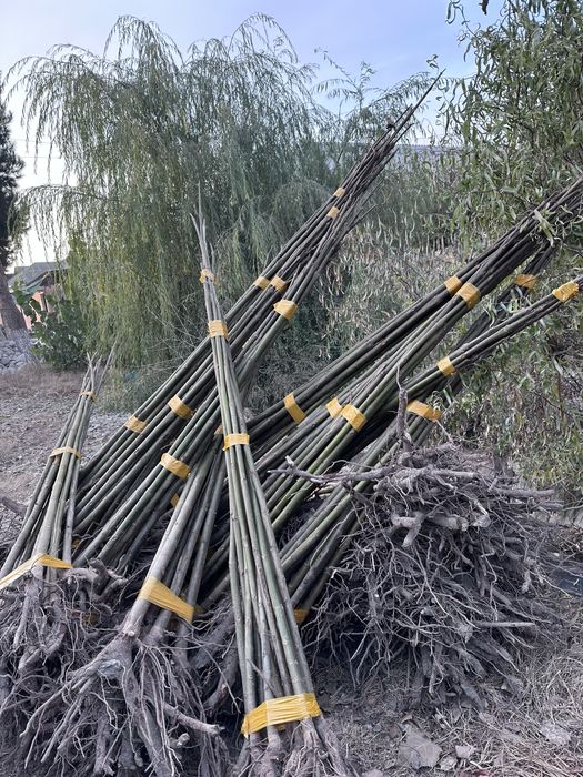 Павловния бор Pavloniya sotiladi