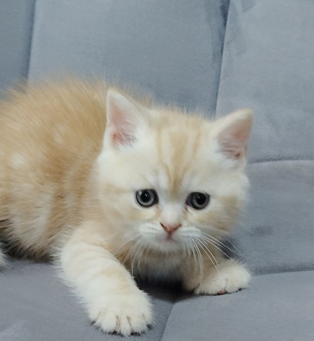 Котик e22 кремовый мрамор на серебре .