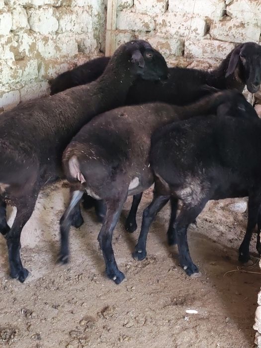 Куйлар  Бугоз Куй Кучкор сотилади