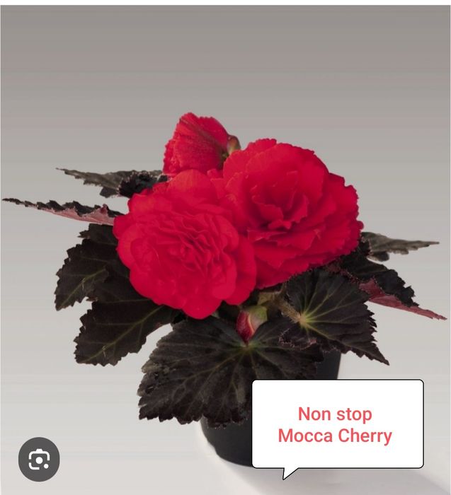 Бегония Нон стоп ( укоренённый черенок)