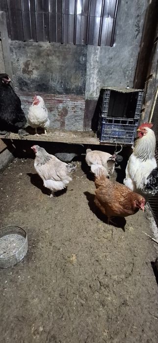 Vând ouă pentru incubat