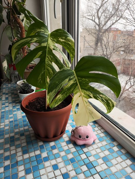 Продам монстеру Альба