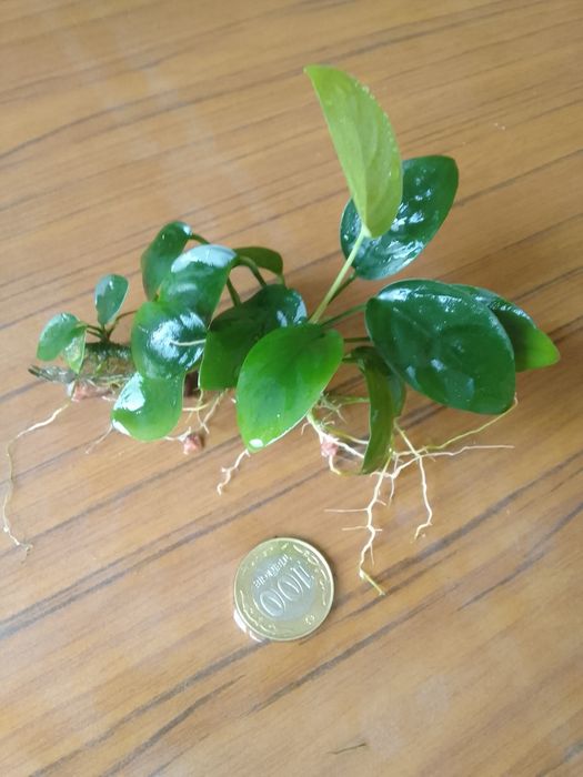 Продам анубиас на-на